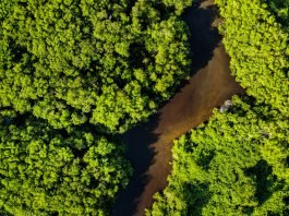 Preservação do Patrimônio Ambiental: consciência no presente, com olhos no futuro.